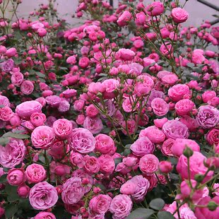 惠惠的花园月季艾拉绒球藤本拱门爬藤攀援植物花卉庭院花园盆栽