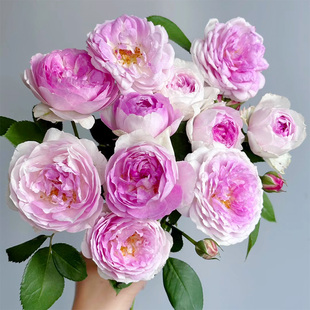 惠惠的花园灌木月季 维萨里 多季勤花丰花浓香 阳台庭院盆栽