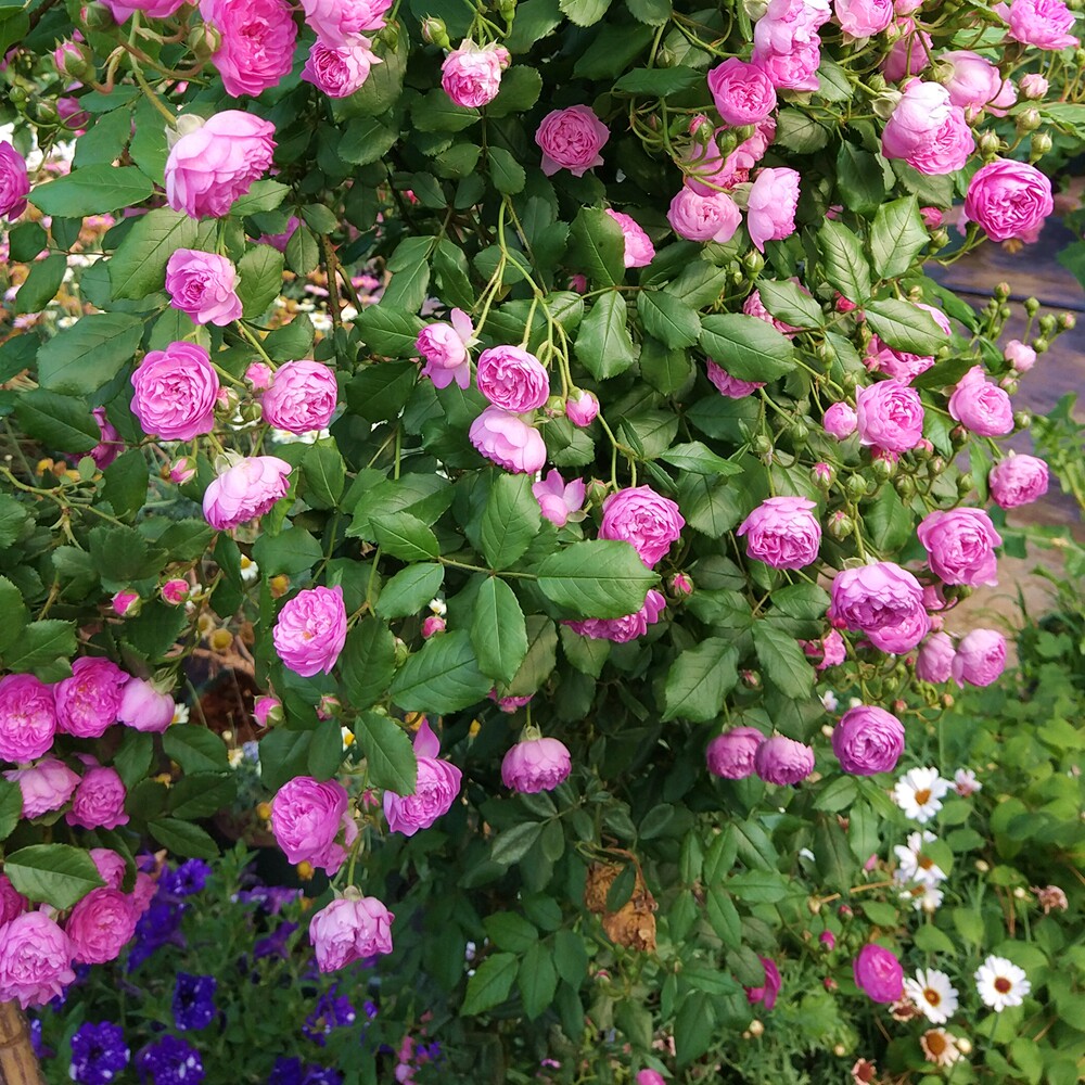 惠惠的花圃微型月季花苗葡萄园之歌浓香型开花机器阳台盆栽玫瑰