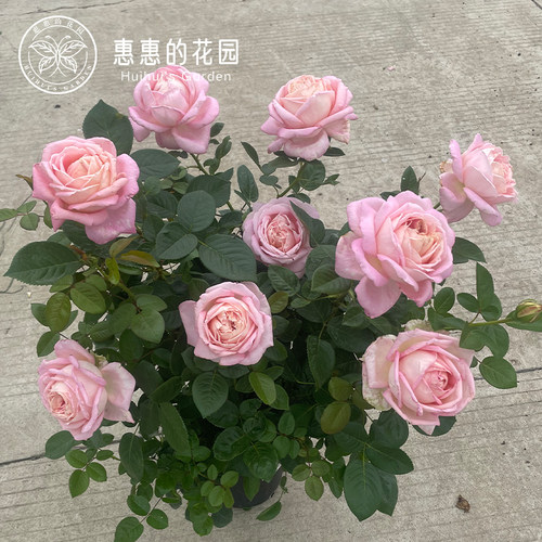 惠惠的花园灌木月季 自由香氛 大花浓香抗病耐雨淋月季花苗