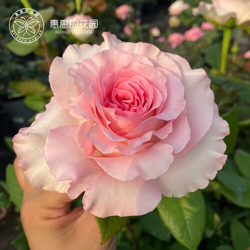 惠惠的花园月季洛神粉色大花