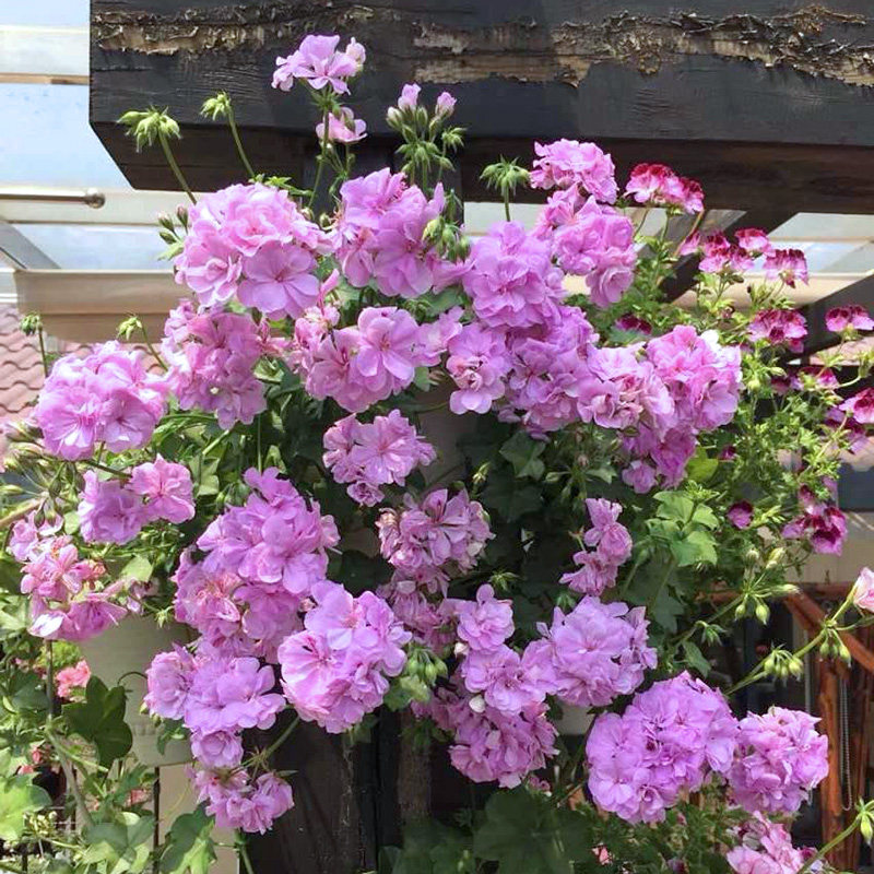 惠惠的花园垂吊天竺葵 大汉196 开花阳台窗台花园盆栽花卉苗