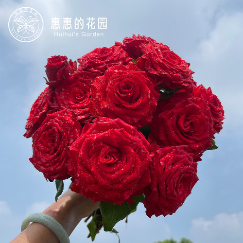 惠惠的花园月季珍爱红色切花