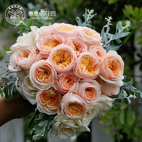 月季花苗朱丽叶果汁阳台成品大苗多季开花阳台盆栽花卉玫瑰6升盆