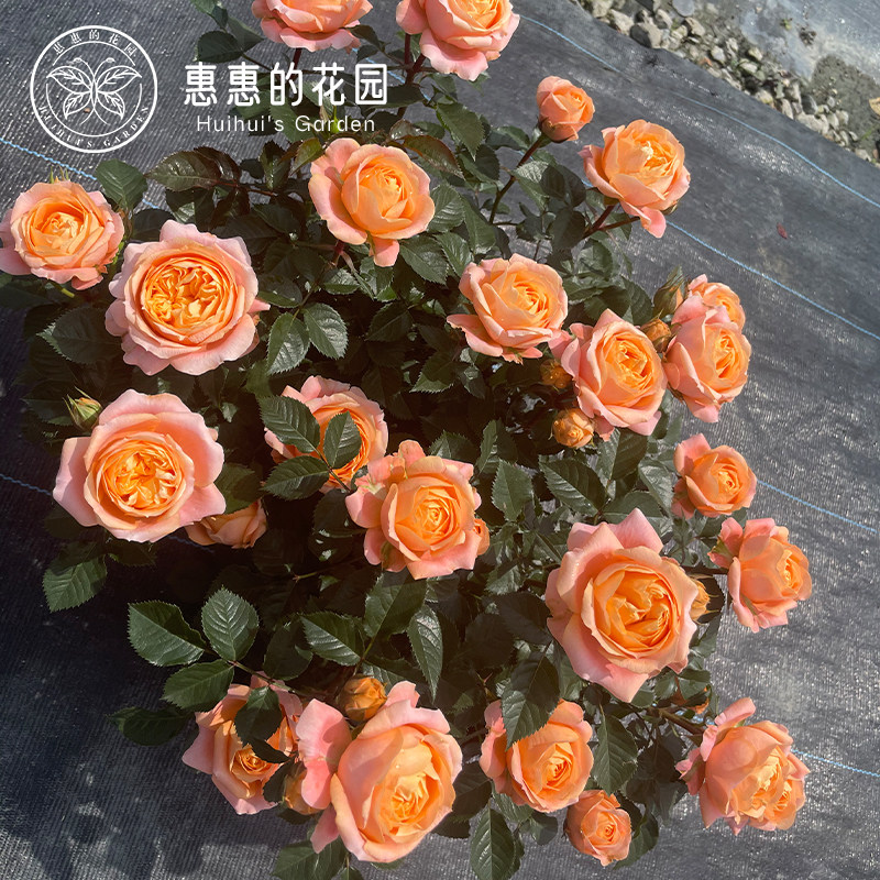 惠惠的花园 灌木月季飞橙多季丰花橙色包子庭院阳台盆栽玫瑰