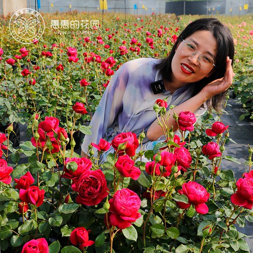 惠惠的花园酒窖大花阳台灌木月季