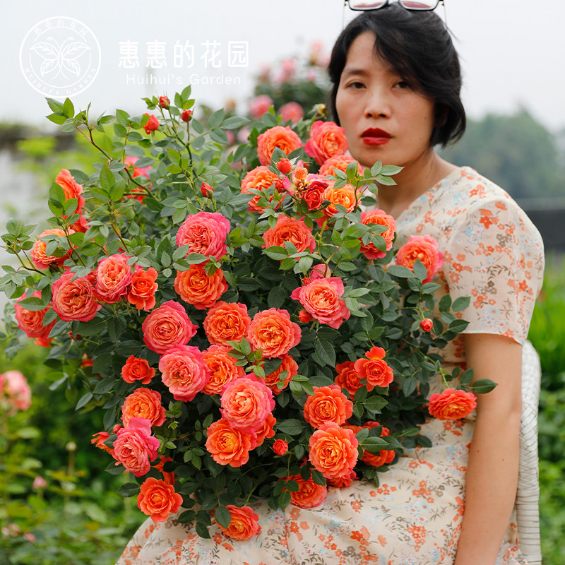 惠惠的花园灌木月季布里奥萨多头勤花抗病阳台庭院鲜花盆栽玫瑰花