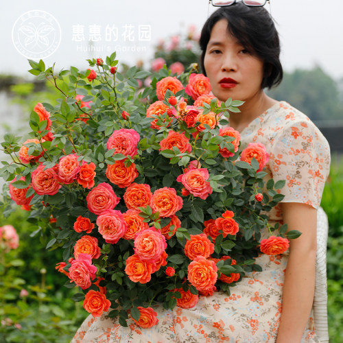 勤花抗病灌木月季惠惠的花园花苗