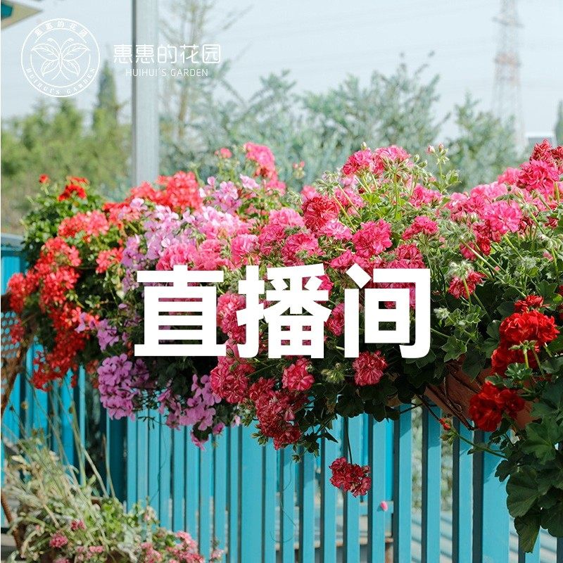 【天竺葵链接】阳台爆花机   成品盆栽  基地直发