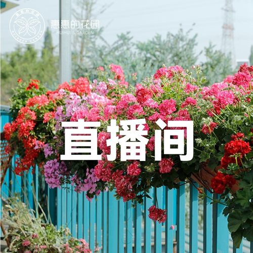 【天竺葵链接】阳台爆花机   成品盆栽  基地直发