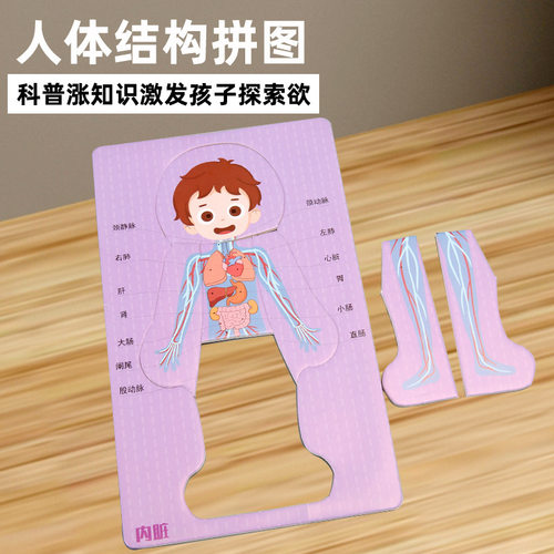 科技小制作DIY人体器官消化系统拼图KT内脏拼图模型科学实验材料