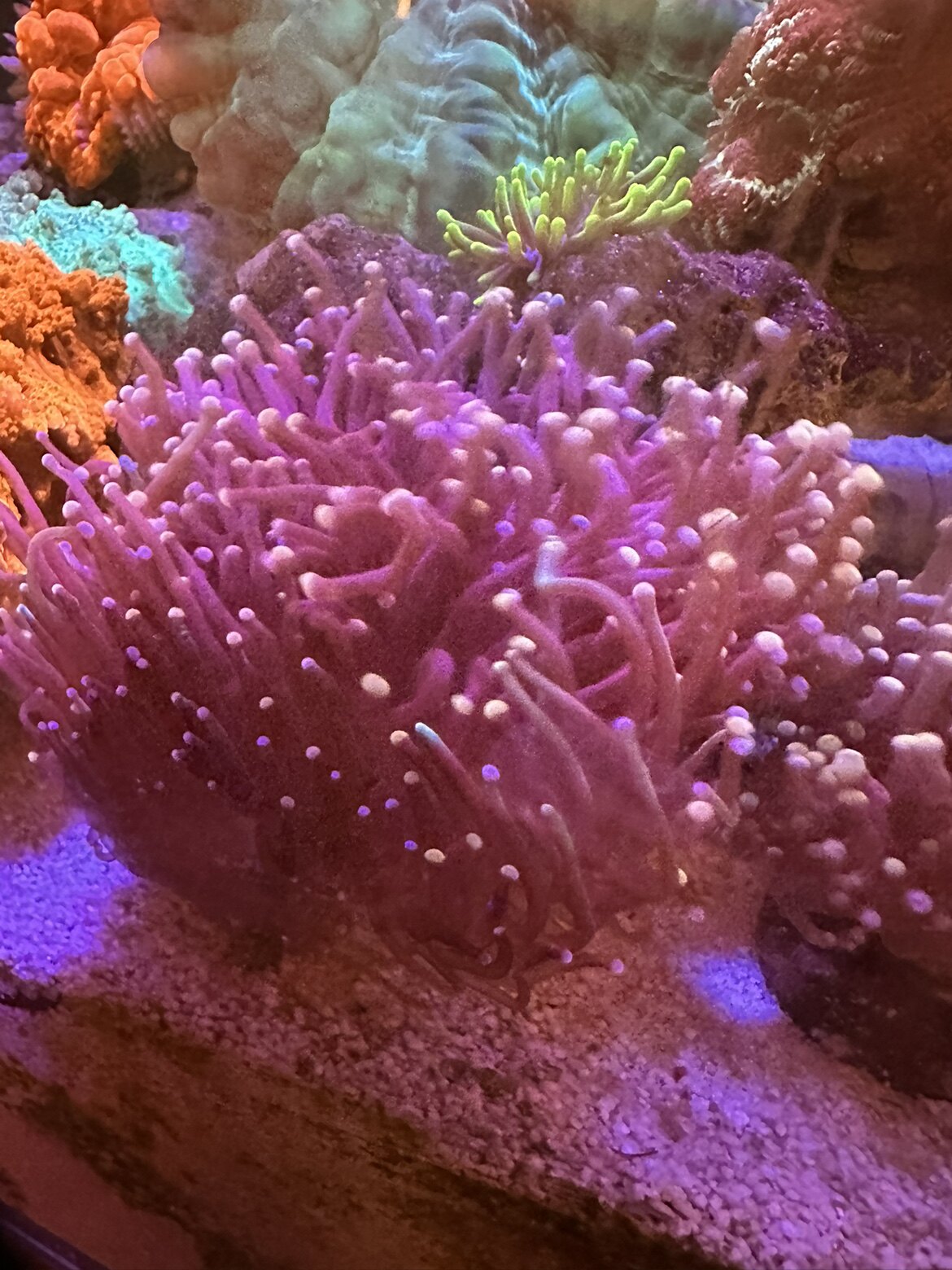 老货越南黑火柴头珊瑚绿火柴lps针叶类海水生物