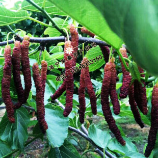 台湾长果桑紫金蜜桑葚苗 桑果树苗 嫁接果桑苗盆栽地栽四季长果桑