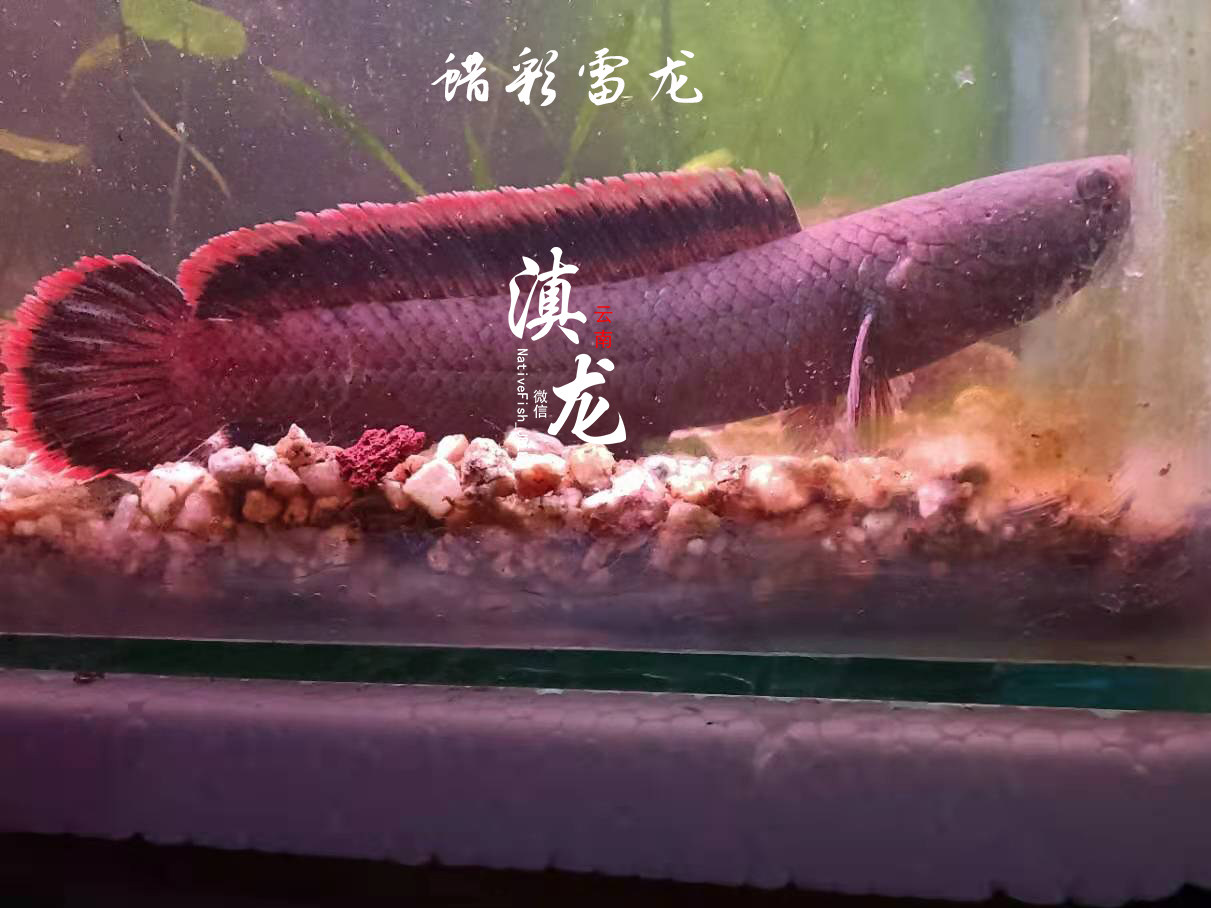 蜡彩雷龙鱼边境蓝帆雷龙奶茶雷龙血斑三型雷彩虹雷龙耐低温好养活