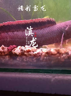 蜡彩雷龙鱼边境蓝帆雷龙奶茶雷龙血斑三型雷彩虹雷龙耐低温好养活