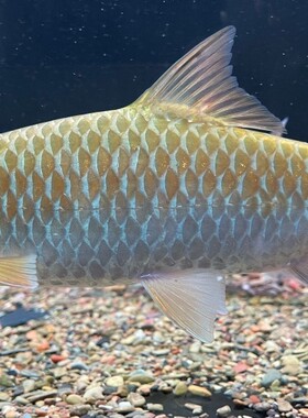 桥街结鱼大鳞结鱼桥街吉罗活体稀有吉罗冷水鱼淡水鱼溪流风水鱼