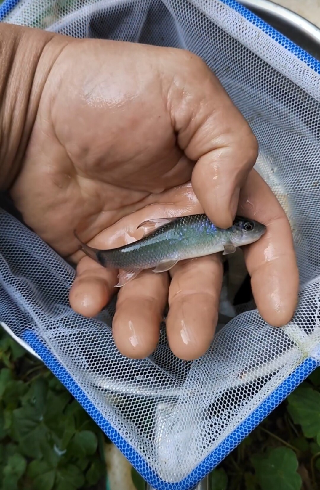 孟加拉鲮鱼 底层冷水清道夫 吉罗配鱼 除藻鱼