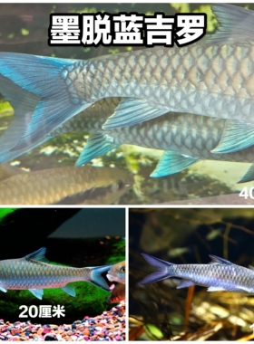 蓝吉罗 墨脱蓝吉罗 墨脱新光唇 墨脱吉罗 异口蓝吉罗 保山蓝吉罗