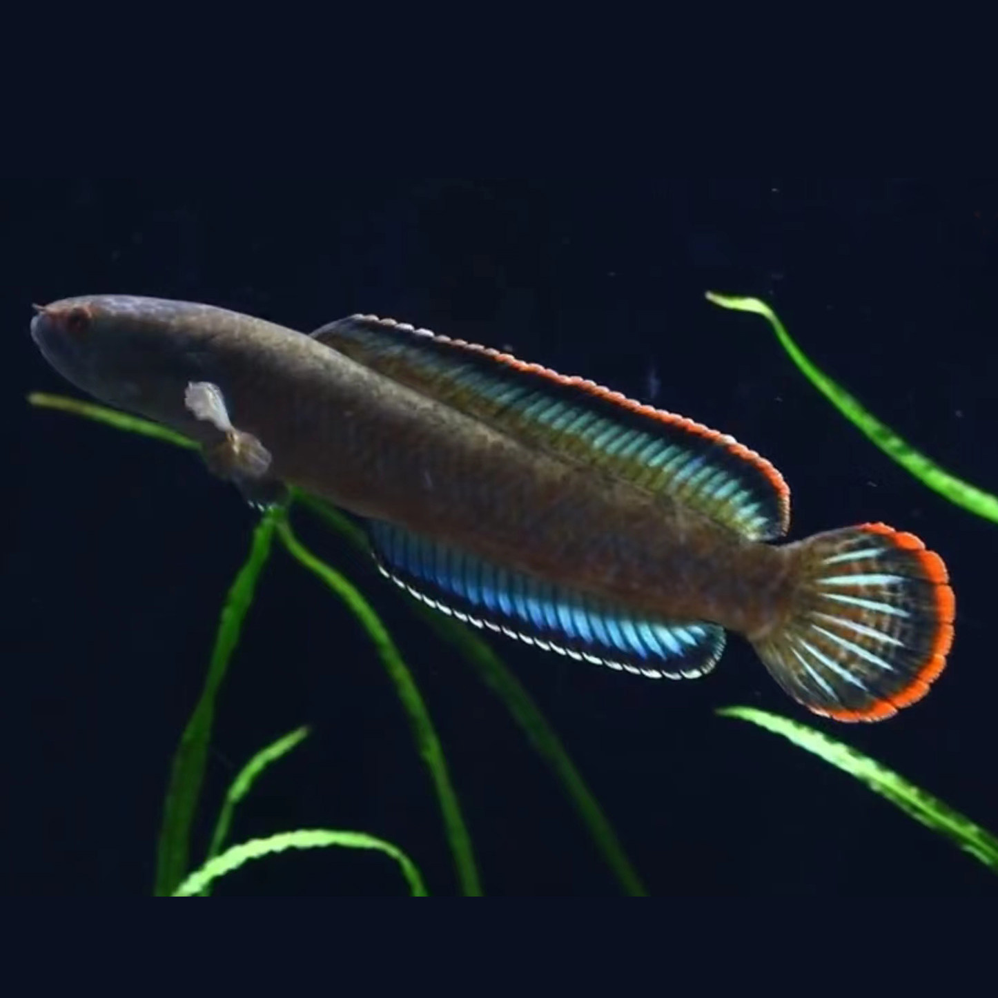 血斑雷龙真言原生冷水鱼小型