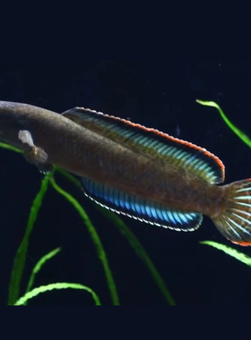 血斑三型雷龙真言雷龙血斑雷龙原生冷水鱼小型雷龙凶猛鱼包邮包损