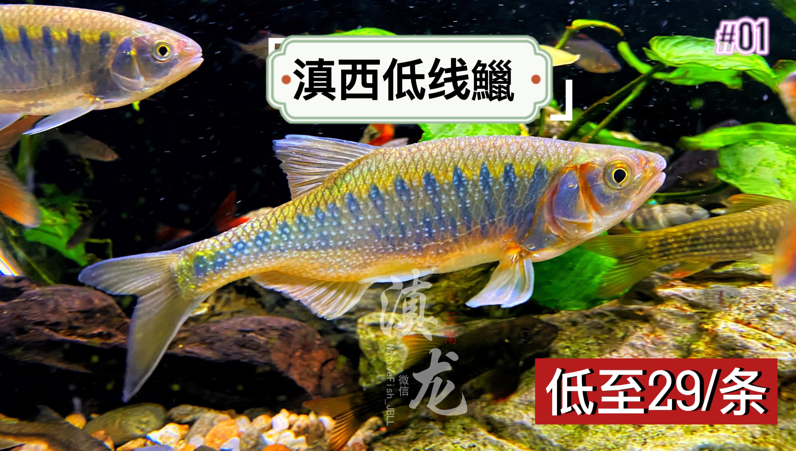 滇西低线鱲丽色低线鱲云南高端原生鱼观赏鱼长鳍马口宽鳍鱲冷水鱼