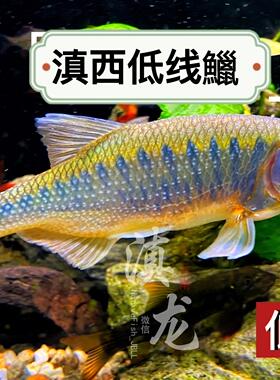 滇西低线鱲丽色低线鱲云南高端原生鱼观赏鱼长鳍马口宽鳍鱲冷水鱼