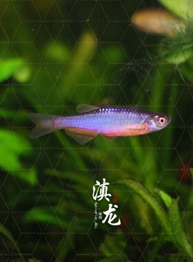 高端原生鱼 玫瑰丹 半线丹 群游鱼 冷水鱼 小型灯科鱼 少见观赏鱼