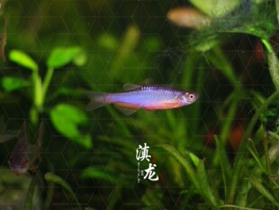 高端原生鱼 玫瑰丹 半线丹 群游鱼 冷水鱼 小型灯科鱼 少见观赏鱼