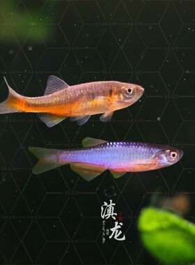 高端原生鱼 玫瑰丹 半线丹 群游鱼 冷水鱼 小型灯科鱼 少见观赏鱼