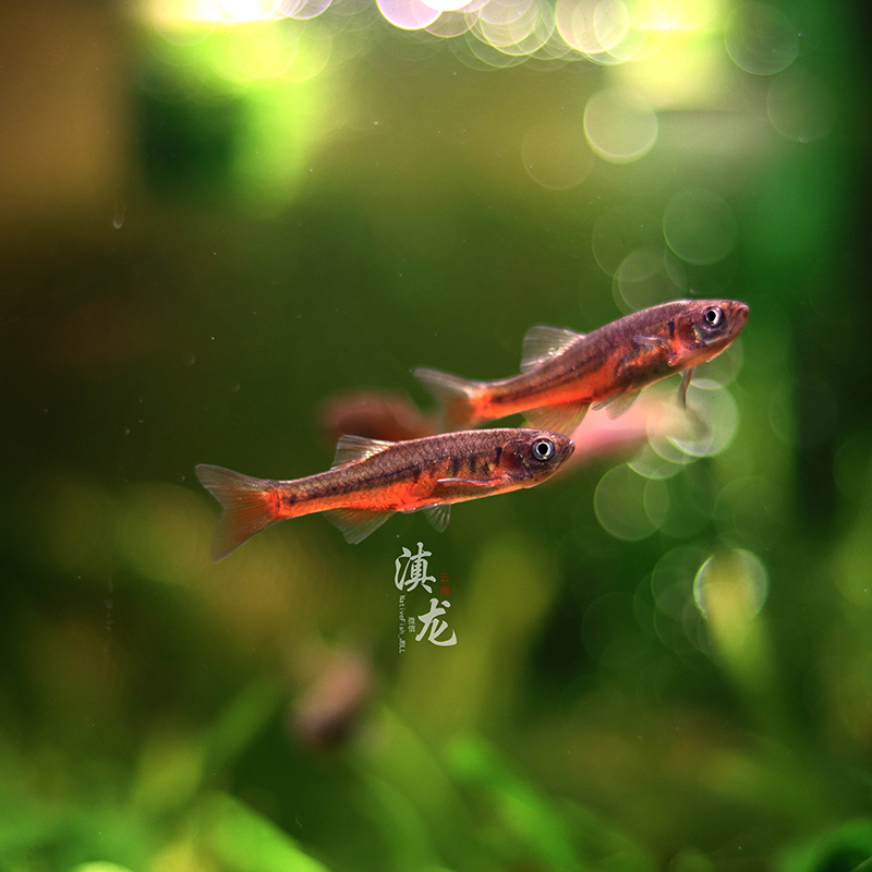 半线丹金线丹云南原生鱼冷水鱼稀有原生鱼好养耐活观赏鱼包邮包损