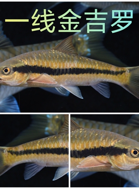 金吉罗 一线金吉罗 软鳍新光唇 软鳍四须鲃 原生冷水观赏鱼溪流鱼
