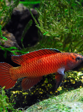 盈江变色龙黛鲈中国麒麟变色龙金橘云南原生稀有冷水鱼盈江条鳅