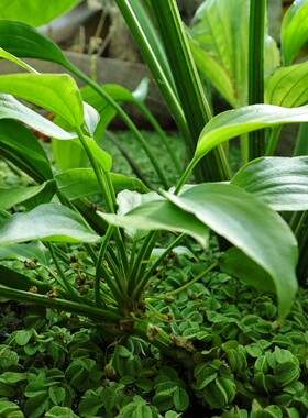 ADA阿根廷皇冠水草槐叶萍蜈蚣草水族造景挺水植物