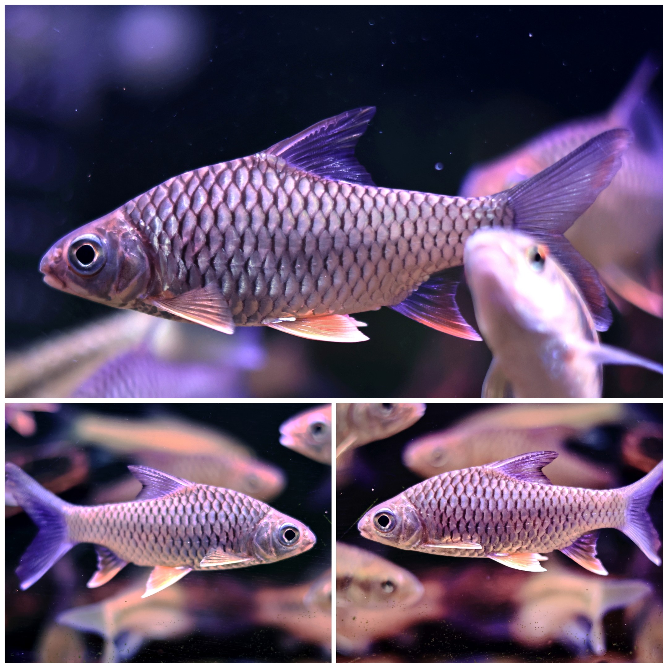 泰国柠檬鲫蓝吉罗红吉罗配鱼热带观赏鱼龙鱼虎鱼配鱼活体宠物鱼