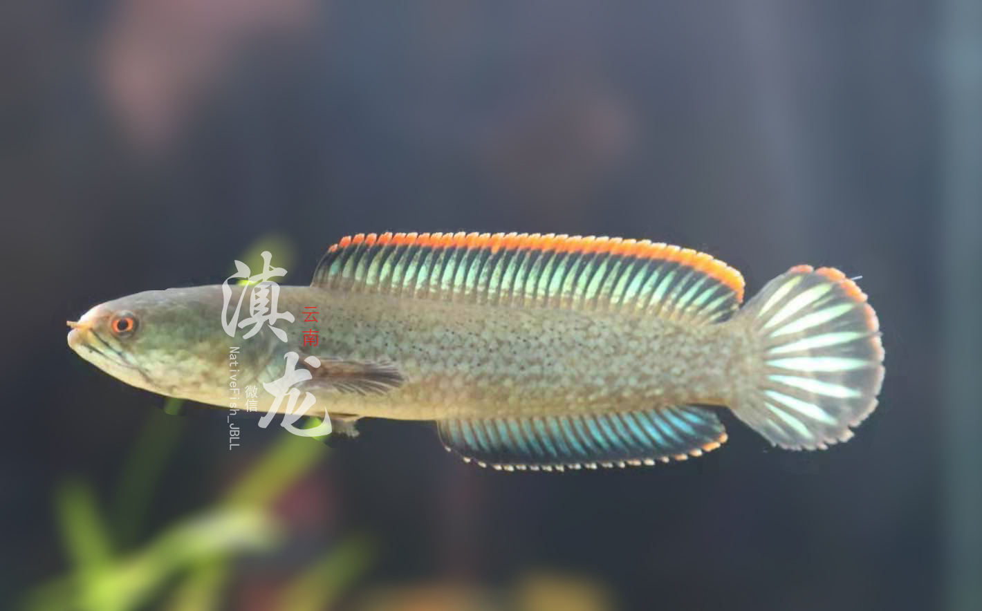 精品彩虹雷龙南鳢靓仔雷龙鱼原生淡水鱼凶猛蛇头鱼冷水鱼观赏鱼