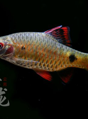 异斑小鲃斑尾小鲃红尾稀有冷水鱼好养易活小型观赏鱼云南原生鱼
