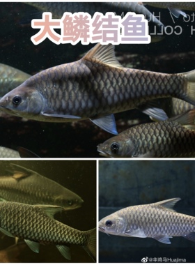 大鳞结鱼 湄公河结鱼 蓝吉罗 吉罗红吉罗桥街异口保山蓝吉罗