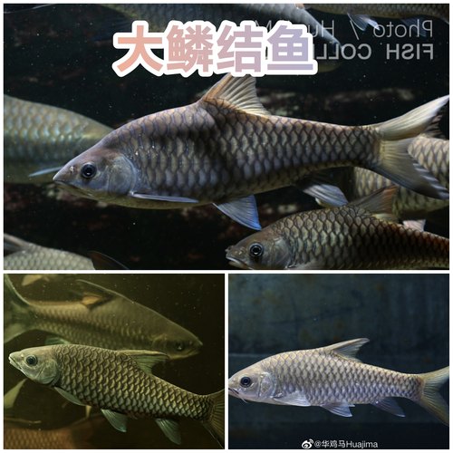 蓝吉罗大鳞结鱼原生鱼冷水鱼