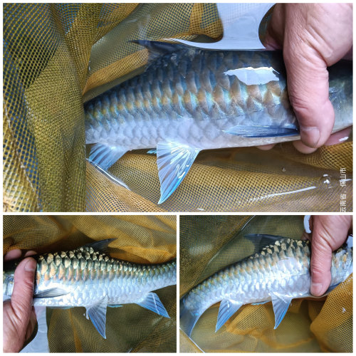 蓝吉罗异口蓝保山蓝原生冷水鱼