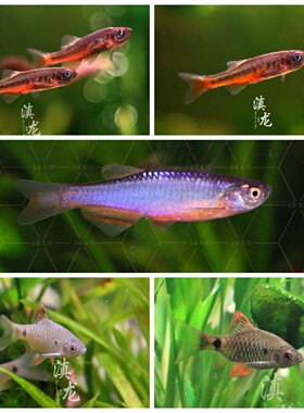 原生鱼 玫瑰丹半线丹异斑小鲃 群游鱼 冷水鱼 小型观赏鱼云南鳅