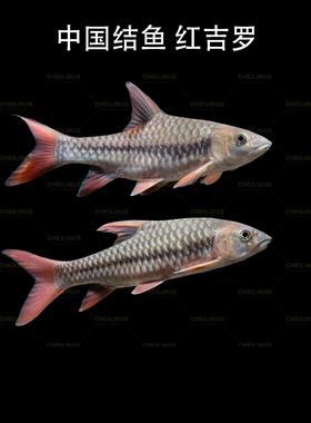 红吉罗 吉罗鱼活体中国结鱼原生冷水观赏鱼溪流大型鱼蓝吉罗 滇龙