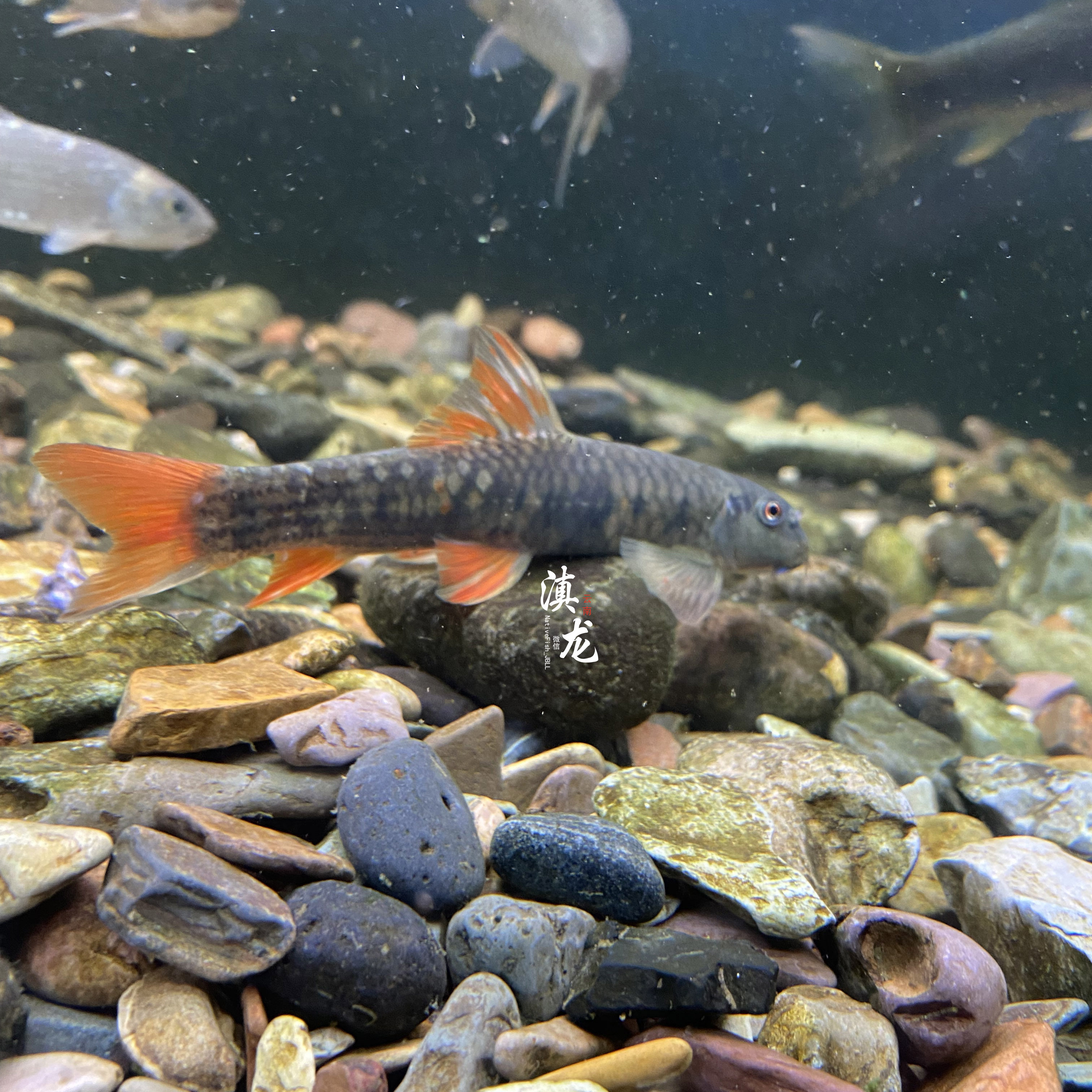 桥街墨头鱼稀有红旗墨头鱼清洁鱼除藻鱼异形鱼冷水鱼清道夫底层鱼