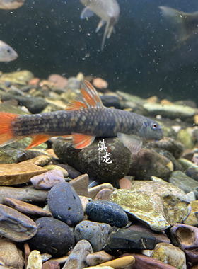 桥街墨头鱼稀有红旗墨头鱼清洁鱼除藻鱼异形鱼冷水鱼清道夫底层鱼