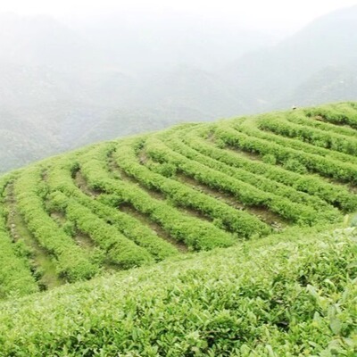 安徽特产桐城小花绿茶新茶