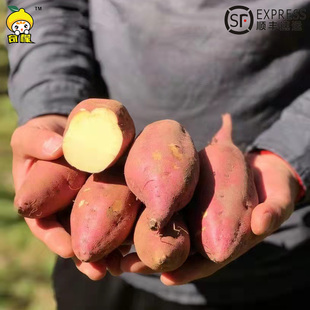 日本引鸣门金时地瓜礼盒顺丰包邮5斤新鲜黄心板栗番薯红薯非桥头