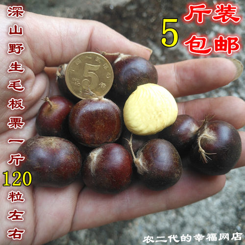 江西深山土板栗小板栗子迁西