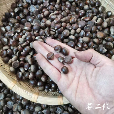 2025年江西高山纯野生新鲜云南迁西燕山小油锥土板毛栗子5斤甜糯