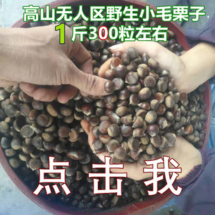 高山纯野生新鲜云南迁西燕山小油锥土板毛栗子5斤甜糯