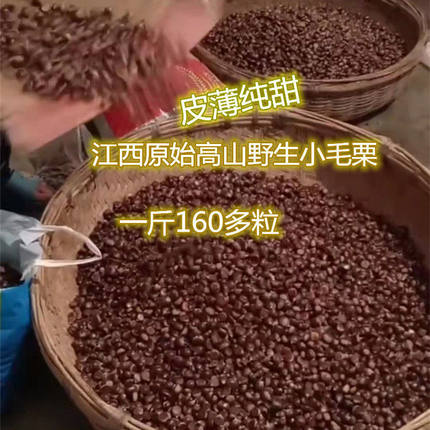 2026江西深高山纯野生新鲜毛栗子迁西中小油锥即食土板圆栗子包邮