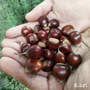 2025高山无人区野生新鲜现摘迁西燕山小尖油锥土板小圆毛栗子粉甜